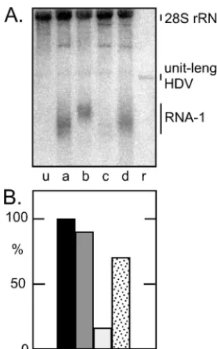 Fig. 2A. The amount of each of the three RNA species in Fig.Figure 2B provides quantitation of the Northern blot data in2B, lanes q, is expressed relative to the amount in the corre-sponding lane p, taken as 100%