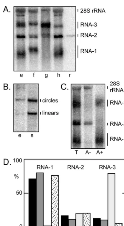 FIG. 5. Northern blot analysis of processed HDV RNAs. (A) Huh7cells were transfected with constructs to express four of the primary