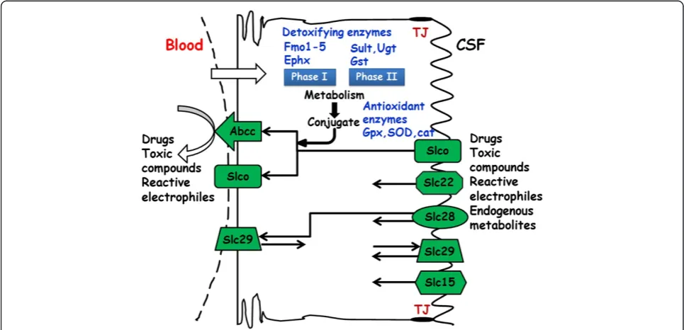 Figure 1 Schematic representation of neuroprotective mechanisms at the blood-CSF barrier