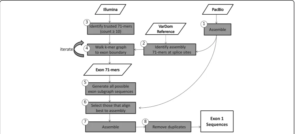 Fig. 2 Number and length of var exon 1 sequences. a Complete exon 1 sequence extracted from whole-genome assemblies using standardbioinformatic methods, requiring a minimum sequence length of 2 Kb