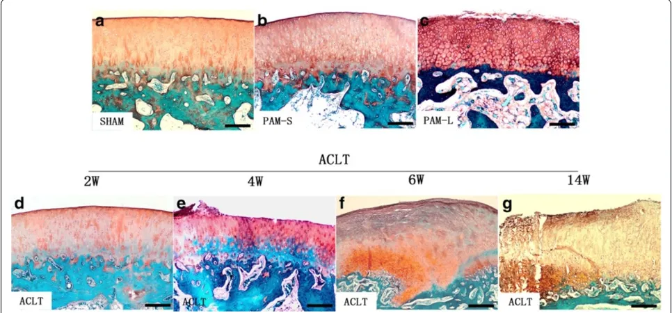 Figure 4 Assessment of articular cartilage changes according toand ##the 2010 OARSI recommendations in the rabbit