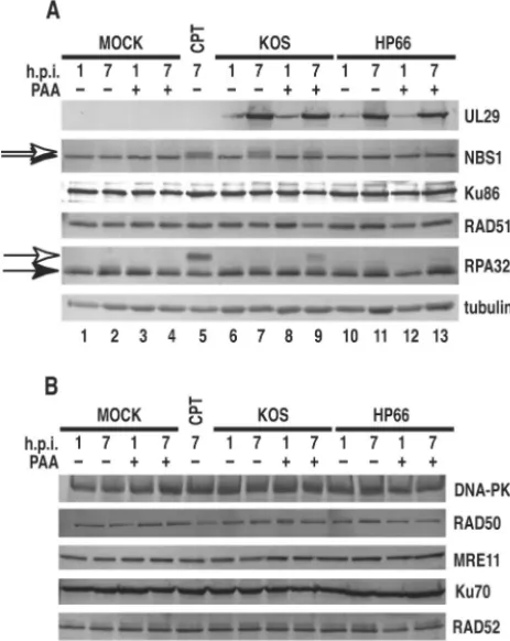 FIG. 7. Western blots analysis. Lysates were prepared at the indi-cated hours postinfection (h.p.i.)