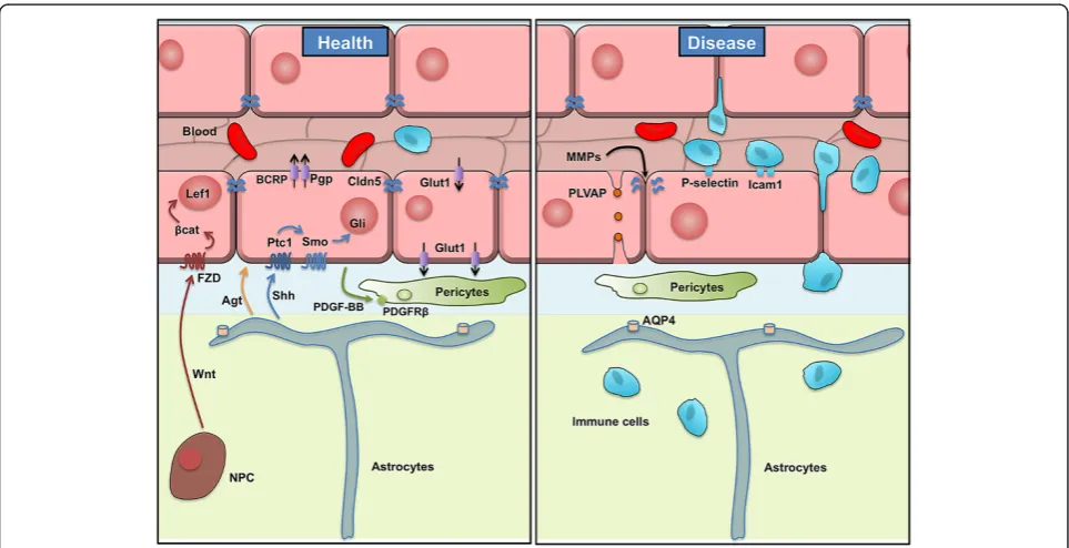 Figure 2 Schematic representation of the BBB in health and diseases. Schematic representation of the blood–brain barrier in health(left side) and during pathological breakdown during injury and disease (right side)