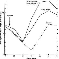 Fig. 5. The changes in the mitotic activity of the ear epidermis in control mice, in mice injectedwith 20 mg