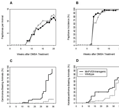 FIG. 3. Time course of tumor formation in mice treated initially with 100 nmol of DMBA, followed by treatment with 5 nmol of TPA asdescribed in the text