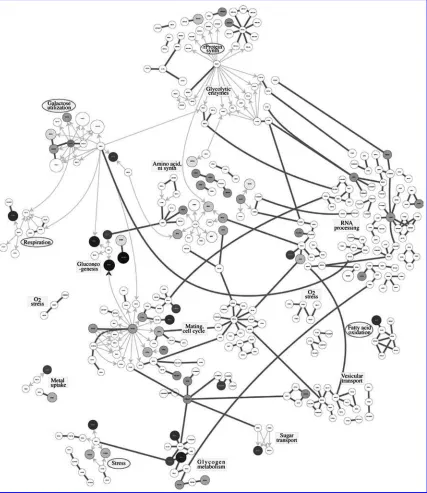 FIG. 7.Yeast gene network indicating the signiﬁcant pathways; signiﬁcant pathways have been marked with ovals.
