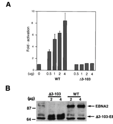 FIG. 3. �reporter plasmid. (A) A 0.5-erase reporter plasmid was cotransfected into DG75 cells with theindicated amounts of wild-type EBNA2 (WT) or103) expression plasmids