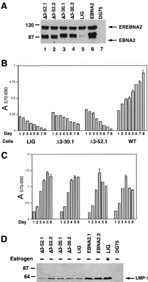 TABLE 1. Stimulation of LMP1 expression and LCL proliferationby mutant EBNA2 proteins