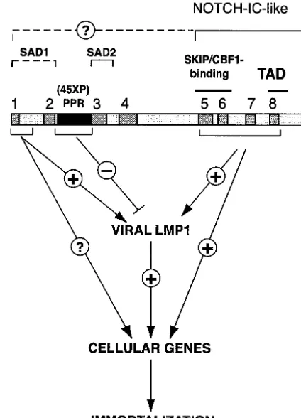 FIG. 7.3-30EBNA2 is impaired in its ability to self-associate.plasmid expressing a truncated EBNA2 (F199; amino acids 1 to 199with a carboxy-terminal Flag epitope tag) and a plasmid expressingwild-type or amino-terminal deletion variants of full-length EBN
