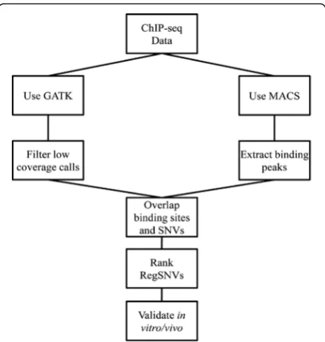 Fig. 1 Analysis pipeline for detecting regulatory SNVs from ChIP-seqdata. The above pipeline was utilized to extract and rank regSNVsbased on their impact on the corresponding TF binding