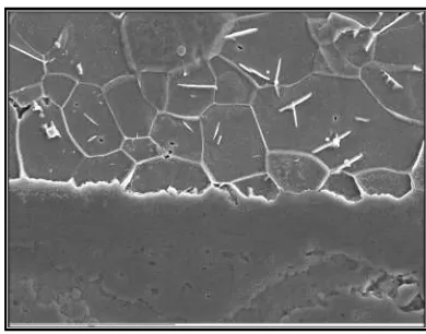 Figure 10 SEM image showing the good adhesion of the magnetite patina with the steel substrate  