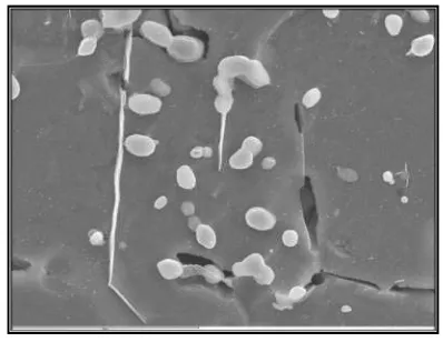 Figure 11 SEM image of the steel microstructure of the ring. Globulized iron carbides and Widmanstätten acicular cementite are observed in a ferrite matrix