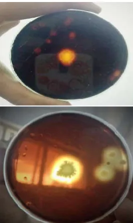 Fig 1 Detection of pectinase activity on Vincent’s mineral Agar plate by the isolate AM-8 