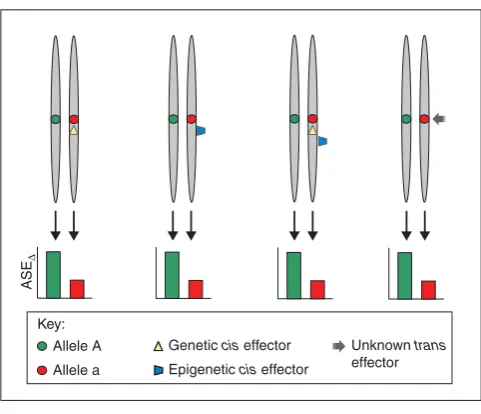 Figure 1Mechanisms capable of invoking differential allele-specific expression