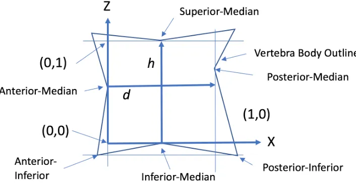 Table 7 lists the scaled-coordinate locations for each motion center. Figure 6 shows the motion centers on the mean neutral spine