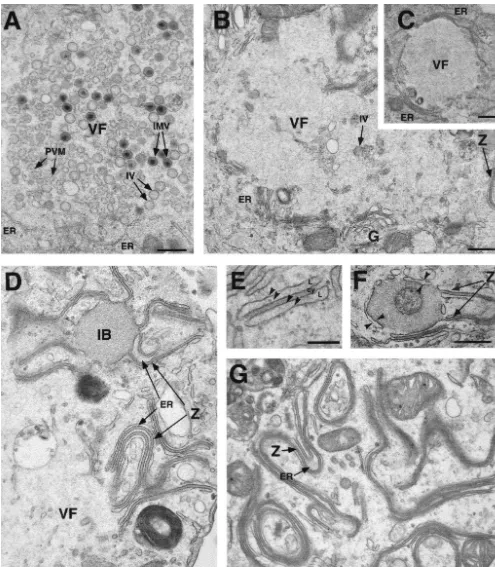 FIG. 8. Electron microscopy of vE183Li-infected cells. Cells infected with vE183Li virus in the presence (A) or in the absence (B to G) of IPTGwere ﬁxed at 12 hpi (A to F) and 24 hpi (G) and processed for electron microscopy