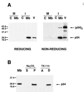 FIG. 1. p54 is a disulﬁde-bonded dimeric integral membrane protein. (A) Mock-infected (M) or ASFV-infected (I) cells were disrupted at 18hpi and fractionated into cytosolic (C) and membrane/particulate (Mb) fractions