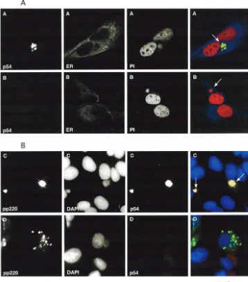 FIG. 7. Immunoﬂuorescence microscopy analysis of vE183Li-infected Vero cells. Vero cells were ﬁxed 12 h after infection with vE183Li in thepresence (series A and C) or absence (series B and D) of 0.15 mM IPTG