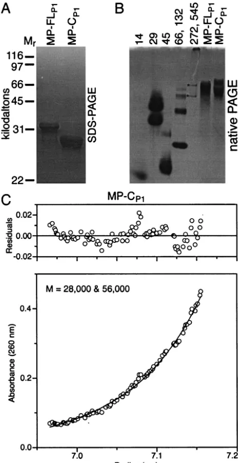 FIG. 4. CD spectroscopy suggested that the �MP-Cis shown from 200 to 250 nm; shorter-wavelength data were unreliablewas at 1 mg/ml in TN buffer containing 0.05%-helical content ofP1 was slightly lower than that of MP-FLP1 and MP-FLP2