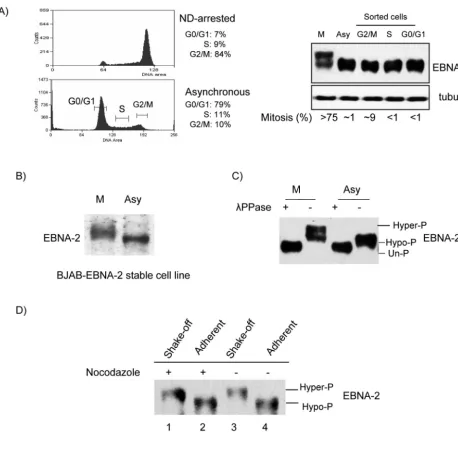 FIG. 1. EBNA-2 is hyperphosphorylated speciﬁcally in mitosis. (A) Left top panel, X50-7 cells arrested by nocodazole (ND); left bottom panel,/G, S and G/M phases sorted from asynchronously growing cells by FACS (brackets indicate collected fractions)