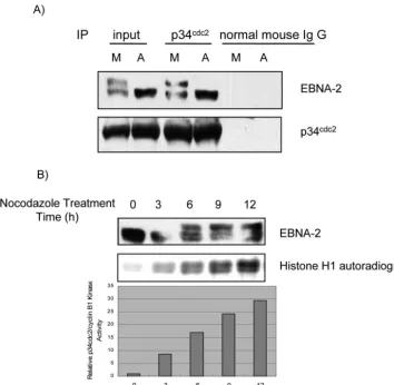 FIG. 2. (A) Physical association of EBNA-2 with p34kinase. Whole cell X50-7 lysates from asynchronous or nocodazole-arrested M-phasep34electrophoresis and immunoblotted with EBNA-2 antibody (upper panel)