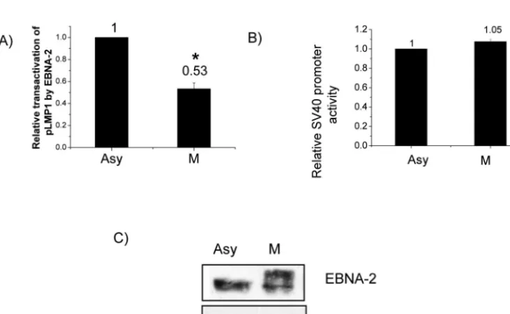 FIG. 3. Involvement of p34cdc2negative control. After resolving by electrophoresis and transfer onto membrane, phosphorylation of EBNA-2 was detected by autoradiography(A) or endogenous EBNA-2 from total lysates of asynchronously growing cells (B) were imm