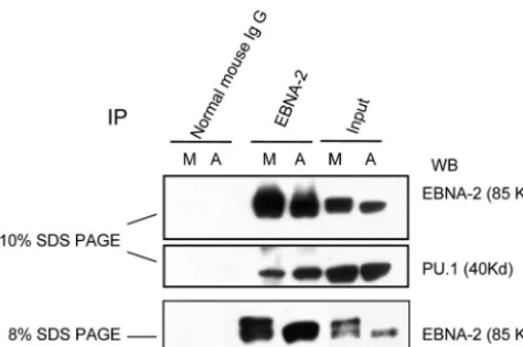FIG. 5. Decreased association of PU.1 and EBNA-2 in M-phase-arrested cells when EBNA-2 is hyperphosphorylated