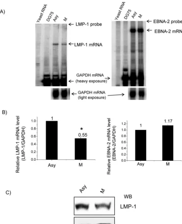 FIG. 6. Decreased endogenous LMP-1 mRNA and protein levels in M-phase-arrested cells. (A) RPA was performed on total RNA fromasynchronous (Asy) and M-phase-arrested X50-7 cells (M) with GAPDH and LMP-1 probes (left panel) or GAPDH and EBNA-2 probe (right