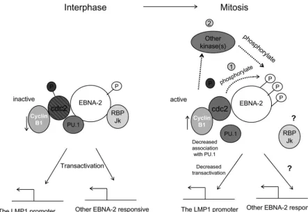 FIG. 7. Mitotic hyperphosphorylation of EBNA-2 and its possible functional consequences