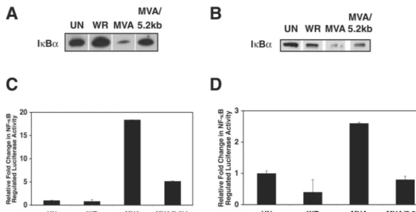 FIG. 2. The MVA/5.2kb virus inhibits I�(UN) or infected at an MOI of 10. Eight hours postinfection, cells were collected and lysed, and ﬁreﬂy and sea pansy luciferase activities were(C) and RK13 cells were transfected with pRL-TK and pNF-cells (B) were eit