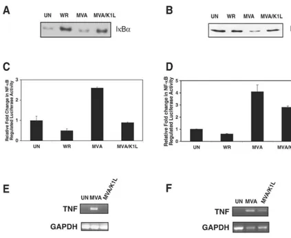 TABLE 1. Sea pansy and ﬁreﬂy luciferase activites in virus-infectedand uninfected 293T and RK13 cells