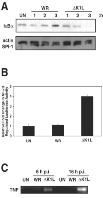 FIG. 4. K1L is necessary for inhibition of NF-B activation in(MOImRNA was reverse transcribed into cDNA