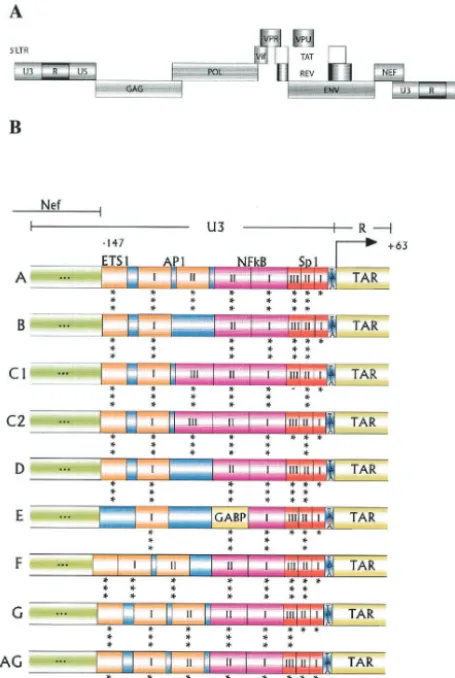 FIG. 1. The HIV-1 LTR promoter in different subtypes. (A) Pro-viral genome of HIV-1 (not to scale)
