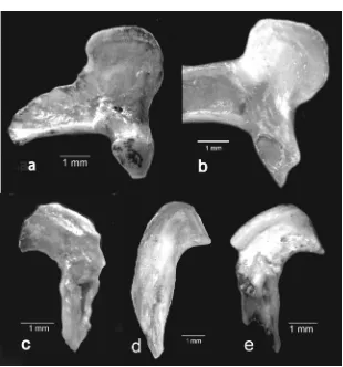 Fig. 9. Pantosteusjordanileft dentary, UMMZ 127501, South Dakota, mesial view. right dentary, Kansas, KU 64902, anterodorsal view