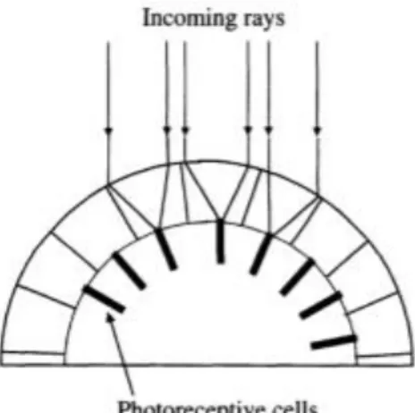 Figure 2.1 : Diurnal insect vision system (Benosman &amp; Sing Bing Kang, 2001) 