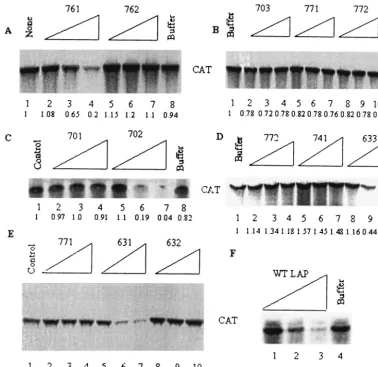 TABLE 2. Translation inhibition and cell entry ofvarious LAP mutants