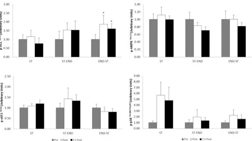 Figure 4. Mean responses of the AMPK signalling network in the ST (n = 6), ST–END (n = 6) and END–ST (n = 6) conditions