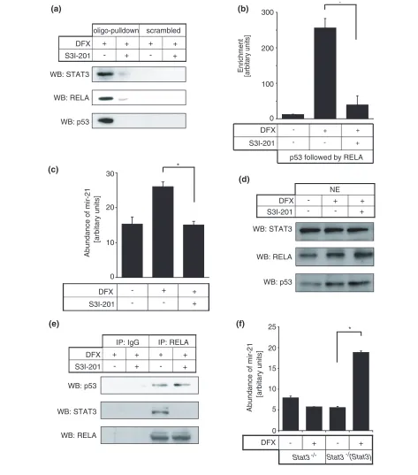 Figure 6 p53-NF-κB mediated mir-21 expression is dependent on STAT3mean ± standard error for three independent experiments performed in triplicate