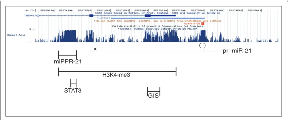 Figure 1 Genomic structure of mir-21. Location of a previously described promoter (miPPR-21) [30], our putative regulatory region (GIS) [19], a H3K4me3 binding site as determined by previous ChIP-seq [32], and a STAT3 binding site according to Loffler et a