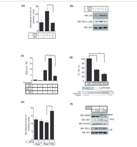 Figure 2 p53 and NF-κB cooperate to induce mir-21. (a) Primary neonatal rat cardiac fibroblasts were treated with or without DFX and the NF-κB inactivator (NFI; 1 μM quinazoline) and mir-21 was quantified using the TaqMan miRNA assay