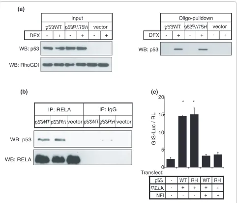 Figure 4 NF-κB forms a complex at the GIS regulatory region with both wild-type p53 and p53 with a DNA-binding domain mutationshows input from transfected Soas2 cell lysates