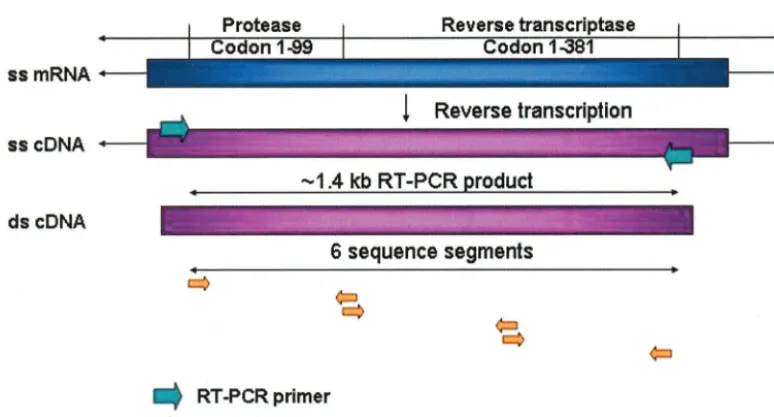 FIG. 1. RT-PCR and sequencing of the HIV-1 protease and RT regions. HIV-1 RNA was isolated from AIDS patient plasma samples