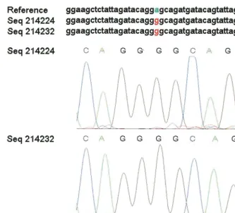 FIG. 2. Chromatogram evidence for an HIV-1 protease mutation. The program snp_assess identiﬁed an A3of 11.6 (top)