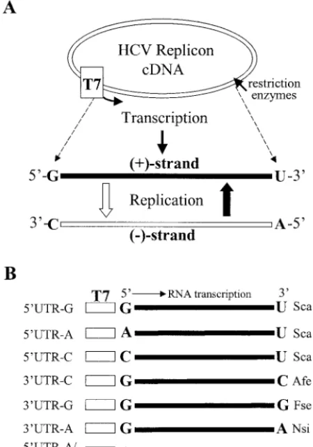 FIG. 1. (A) Diagram of the in vitro transcription and replicationcycle of HCV replicon RNA