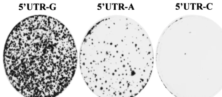 FIG. 2. Effects of the 5�into 8incubation at 37°C and 5% COwas changed twice a week. After an-end nucleotide mutations on cell colony formation