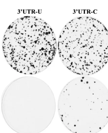 FIG. 3. RPA determination of the positive-strand and negative-strand RNAs of HCV replicons isolated from different Huh7 cell lines.(A) Detection of both positive- and negative-strand RNAs of HCV replicons isolated from Huh7 cell colonies resulted from replication of the