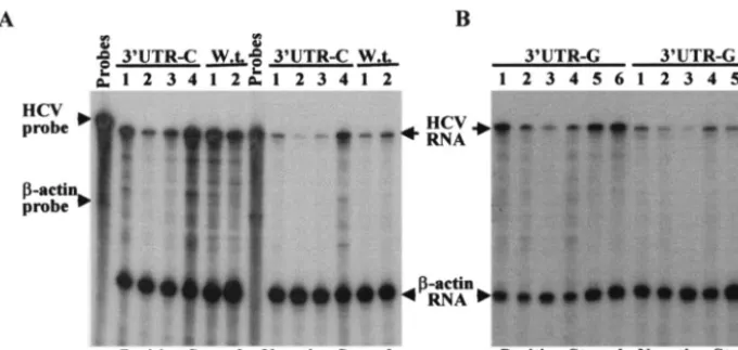 FIG. 7. Determination of nucleotides at the 5�replicon RNAs recovered from G418-resistant Huh7 cells