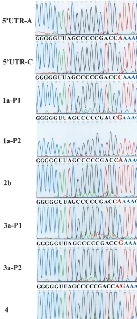Fig. 8. Both nucleotides A and G were found at the 5� ends of
