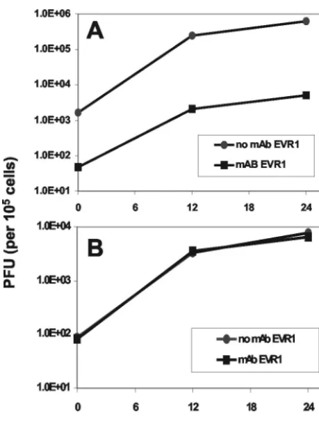 FIG. 3. DAF-speciﬁc antibodies do not inhibit EV70 replication inU-937 cells. HeLa T4 cells in 12-well dishes (A) and U-937 cells in