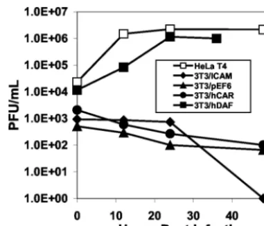FIG. 5. EV70 replicates in NIH 3T3/DAF but not in NIH 3T3/CAR or NIH 3T3/ICAM cells. HeLa T4 cells were used as a positive